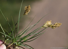 Carex douglasii