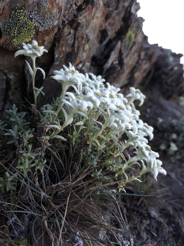 Image of Leontopodium microphyllum by (c) vrxz, some rights reserved (CC BY-SA)