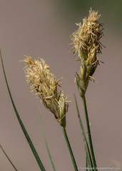 Carex douglasii