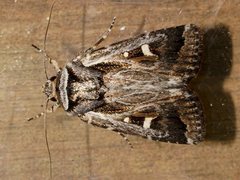 Proteuxoa chrysospila