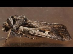 Proteuxoa chrysospila