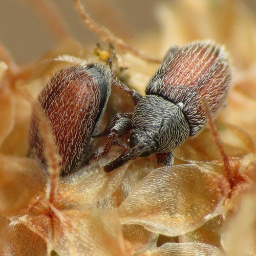 Plantain Weevil
