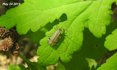 Mecoptera