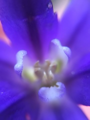 Brodiaea terrestris kernensis