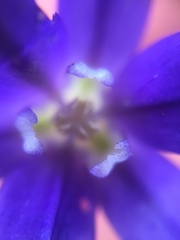 Brodiaea terrestris kernensis