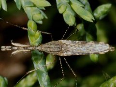 Anopheles annulipes