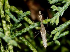 Anopheles annulipes