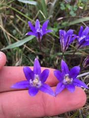 Brodiaea terrestris kernensis