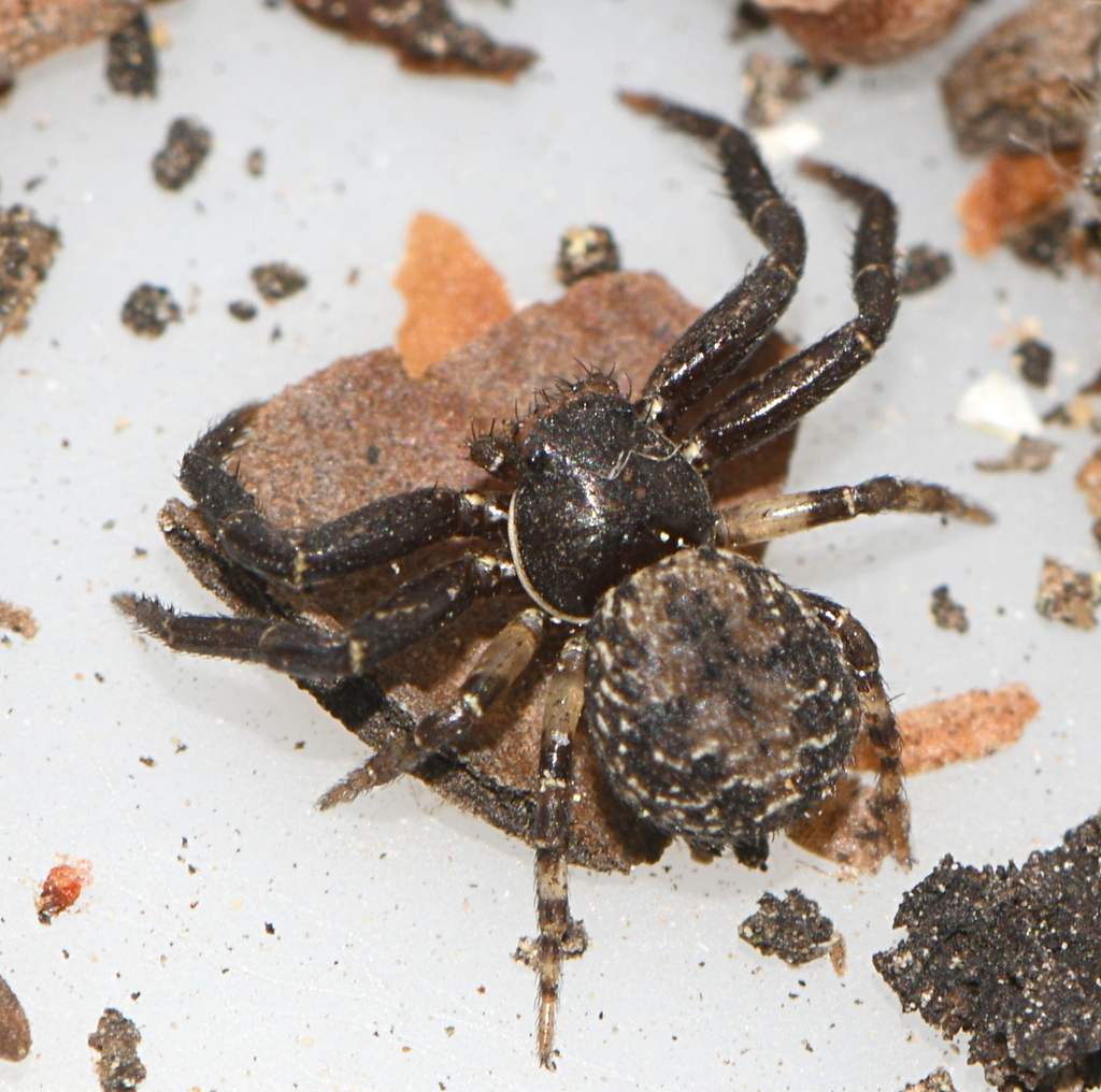 Bassaniodes caperatus