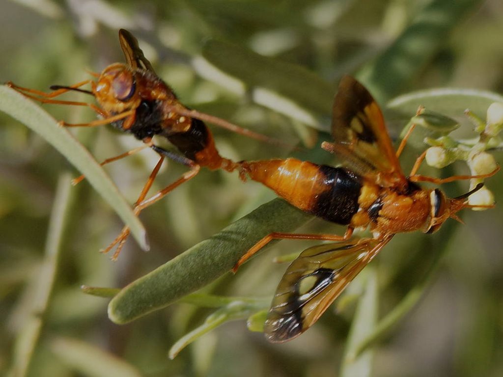 Palimmecomyia