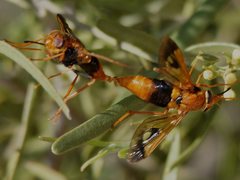 Scaptia pictipennis