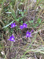 Brodiaea terrestris kernensis