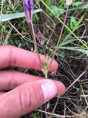 Brodiaea terrestris kernensis