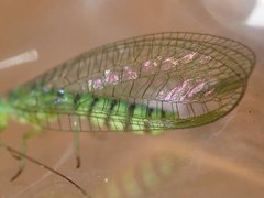 Mallada tripunctatus