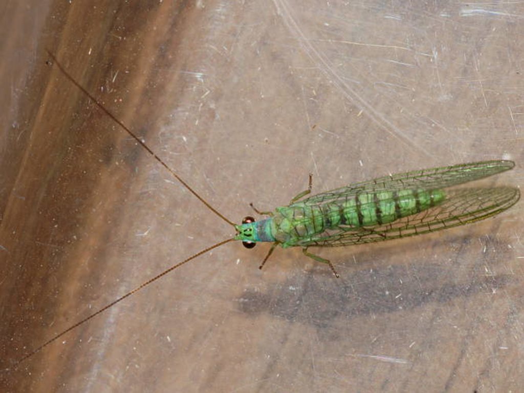 Mallada tripunctatus