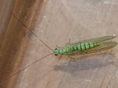 Mallada tripunctatus