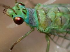 Mallada tripunctatus