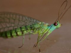 Mallada tripunctatus