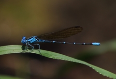 Argia rhoadsi
