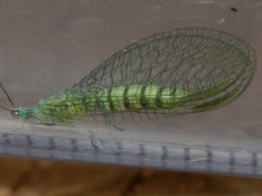 Mallada tripunctatus