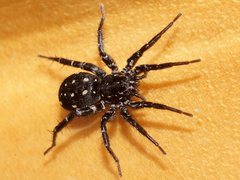 Nyssus albopunctatus