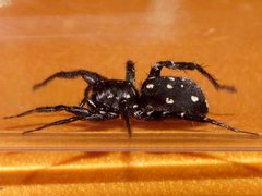Nyssus albopunctatus