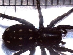 Nyssus albopunctatus