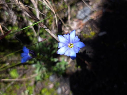 Image of Gentiana arisanensis by (c) vrxz, some rights reserved (CC BY-SA)
