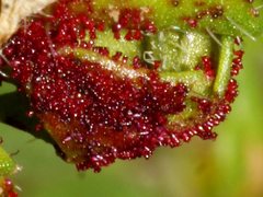 Synchytrium papillatum