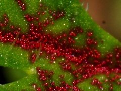 Synchytrium papillatum