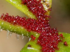 Synchytrium papillatum