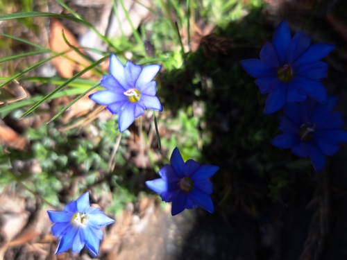 Image of Gentiana arisanensis by (c) vrxz, some rights reserved (CC BY-SA)