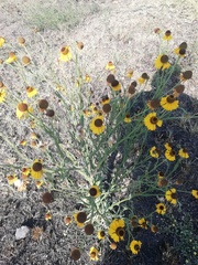 Helenium mexicanum