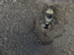 Dasymutilla ocyrae