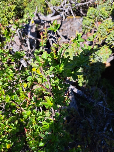 Image of Berberis morrisonensis by (c) vrxz, some rights reserved (CC BY-SA)