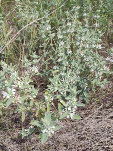 Image of Marrubium peregrinum by (c) Иван Ковтун Ivan Kovtun, some rights reserved (CC BY)