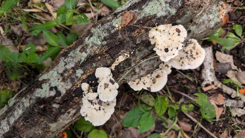 Trametes orientalis · June 2024 · photo: © atsushi_nakajima_cirque (iNaturalist, cc-by)