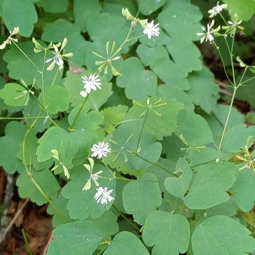 Image of Thalictrum clavatum by (c) Kathryn Curtis, some rights reserved (CC BY)