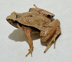 Neglected Narrow-Mouth Frog photo 2