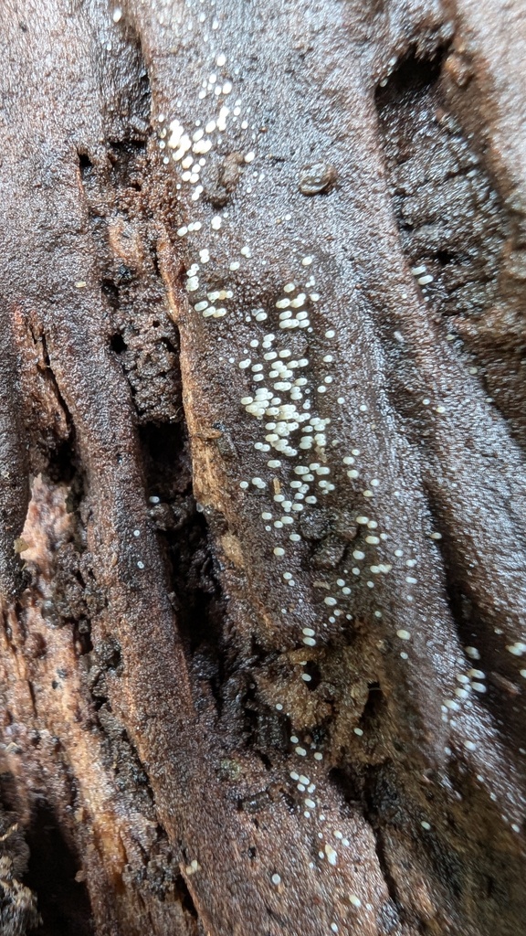 Henningsomyces candidus · June 2024 · photo: © atsushi_nakajima_cirque (iNaturalist, cc-by)