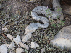 Crotalus lepidus