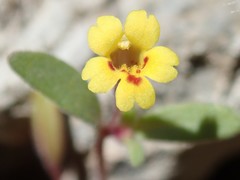 Erythranthe rubella