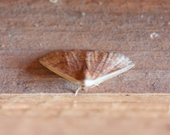 Zanclognatha jacchusalis