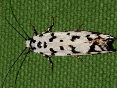 Ethmia eupostica