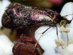 Nemophora topazias