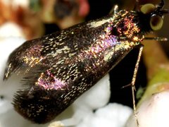 Nemophora topazias