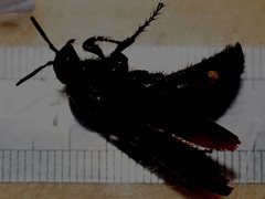 Laeviscolia frontalis