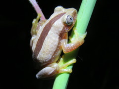 Afrixalus fornasini