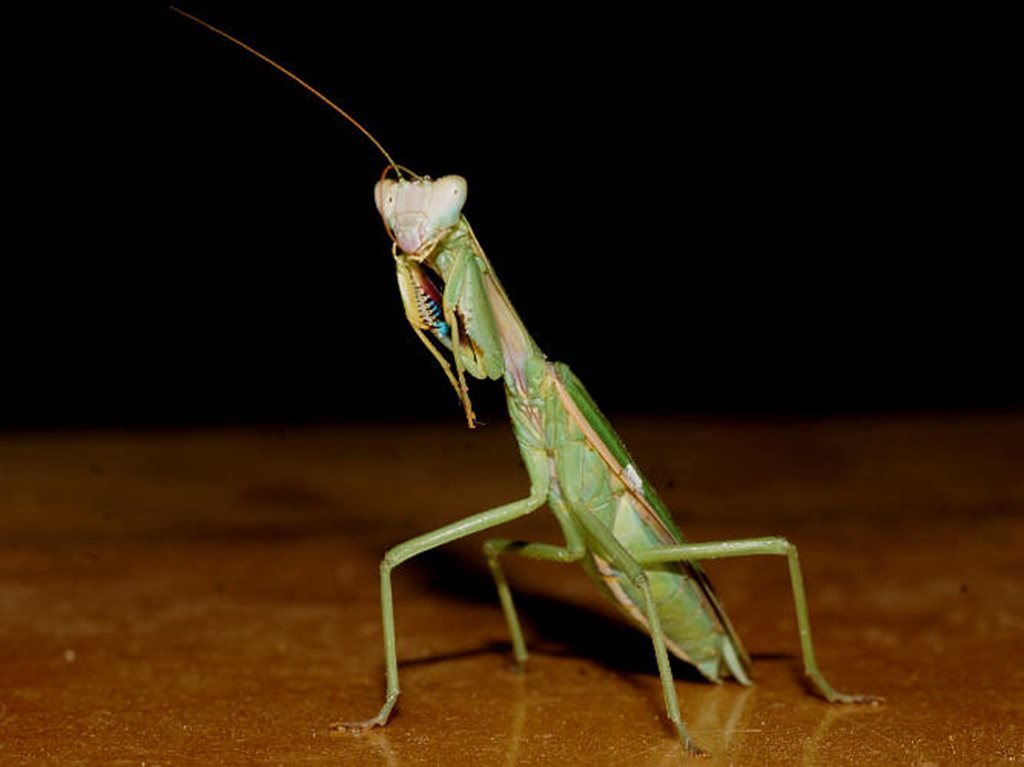 Orthoderinae