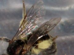 Lipotriches flavoviridis